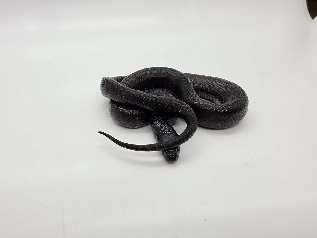 SD26-MBK-020 Mexican Black Kingsnake