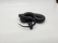 SD26-MBK-020 Mexican Black Kingsnake