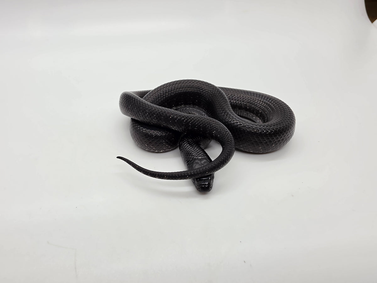 SD26-MBK-020 Mexican Black Kingsnake