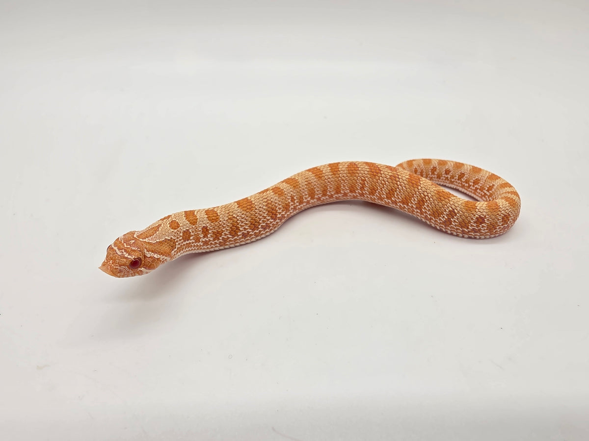 SD26-HOG-103 Plains Hognose