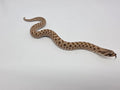 SD26-HOG-094 Plains Hognose