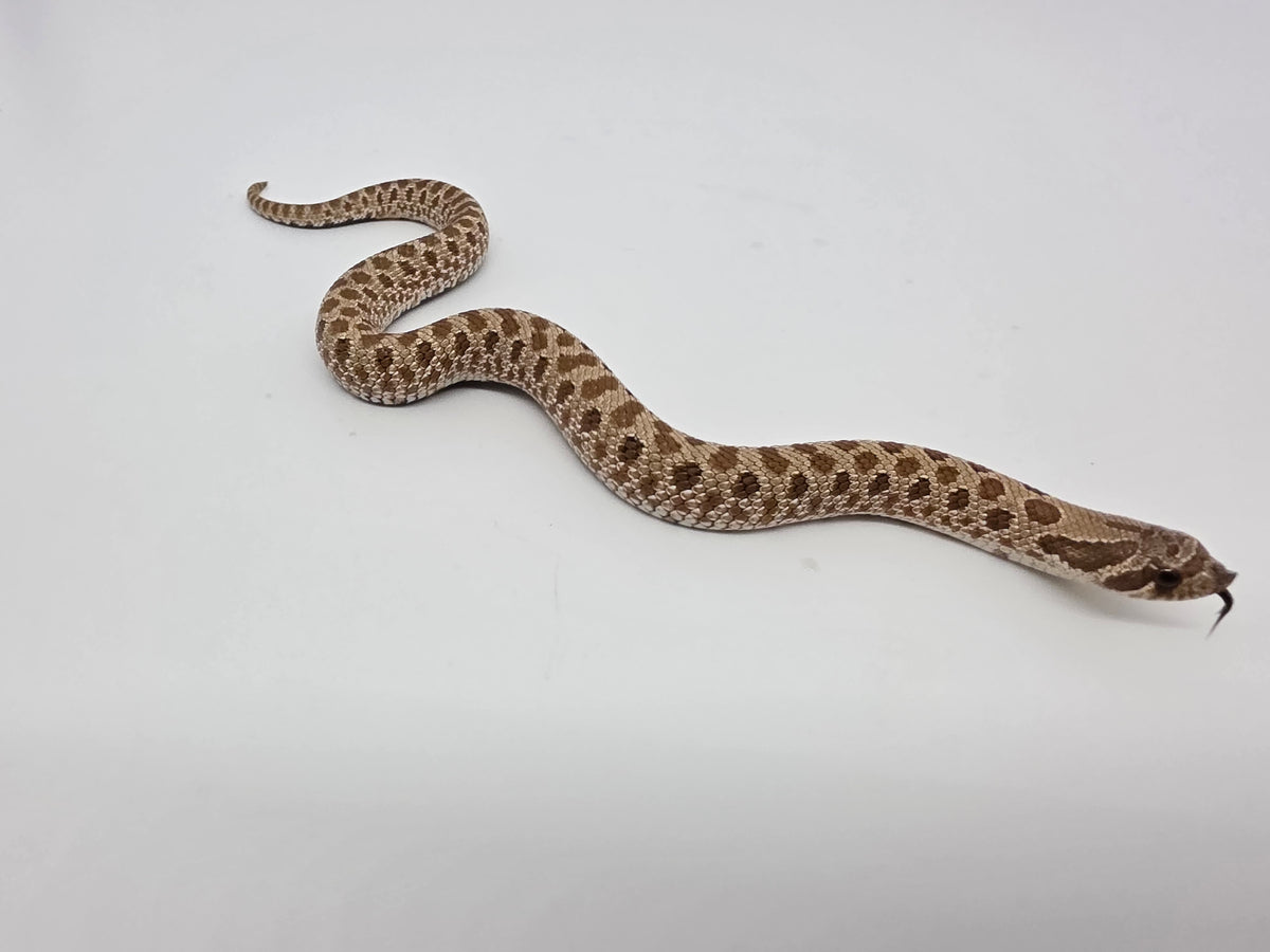SD26-HOG-094 Plains Hognose