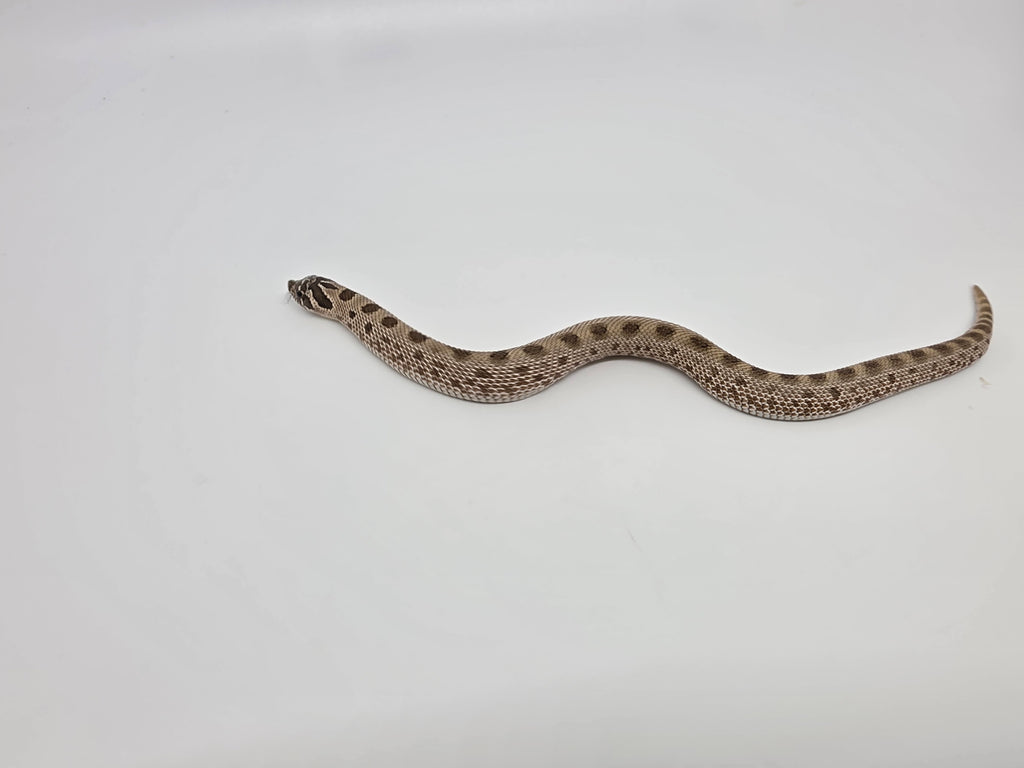 SD26-HOG-068 Plains Hognose