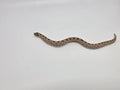 SD26-HOG-068 Plains Hognose