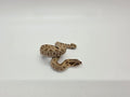 SD26-HOG-099 Plains Hognose