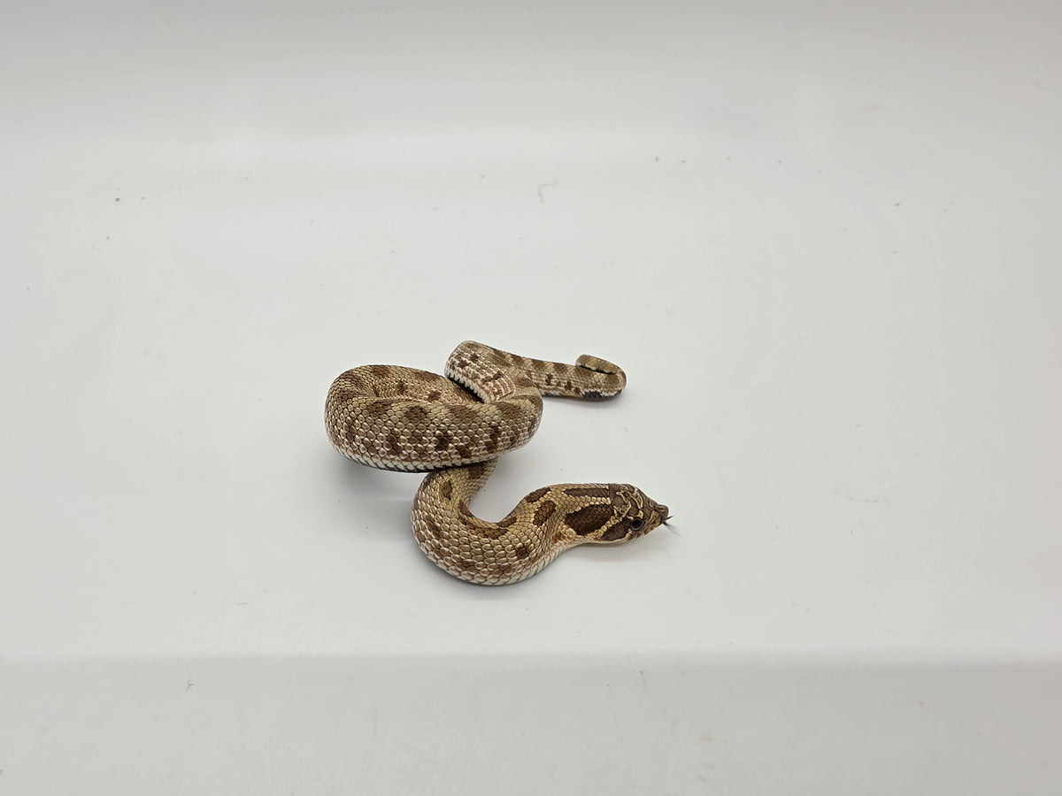 SD26-HOG-099 Plains Hognose