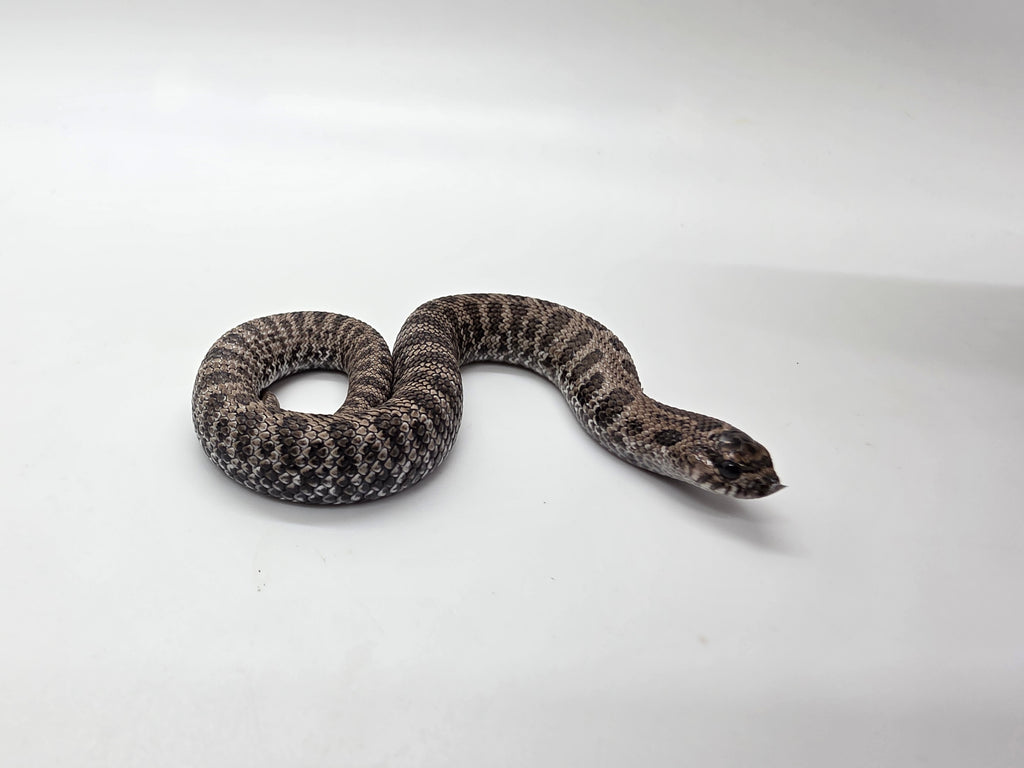 SD26-HOG-145 Plains Hognose