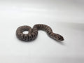 SD26-HOG-145 Plains Hognose