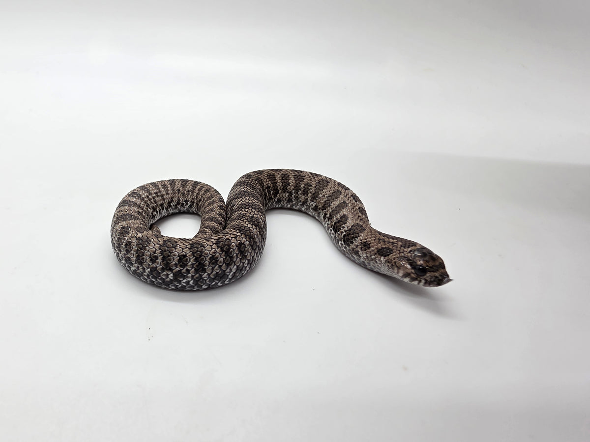 SD26-HOG-145 Plains Hognose