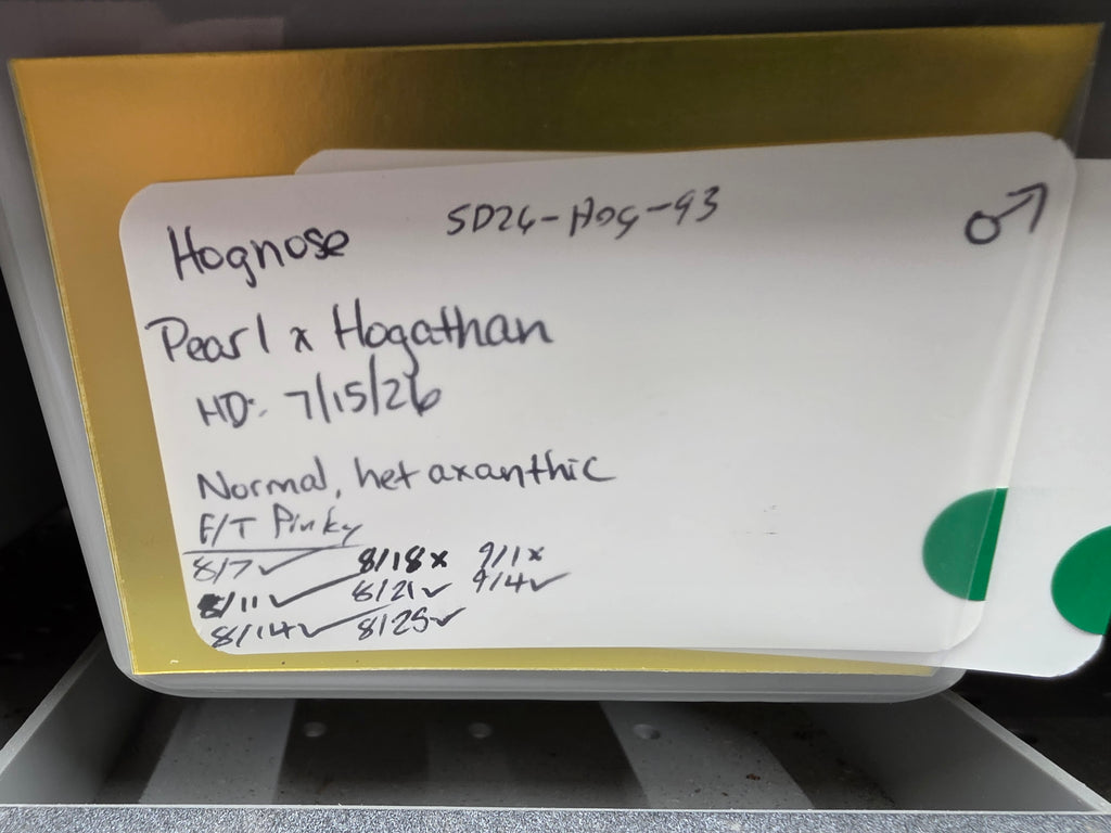 SD26-HOG-093 Plains Hognose