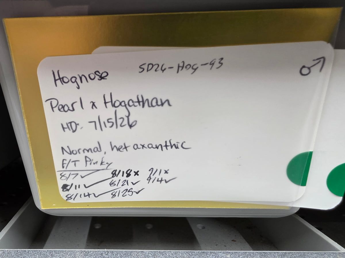 SD26-HOG-093 Plains Hognose