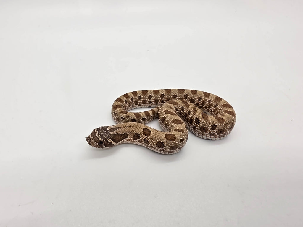 SD26-HOG-104 Plains Hognose