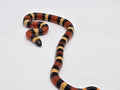 SD26-PMS-008 Pueblan Milk Snake