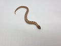 SD26-HOG-039 Plains Hognose