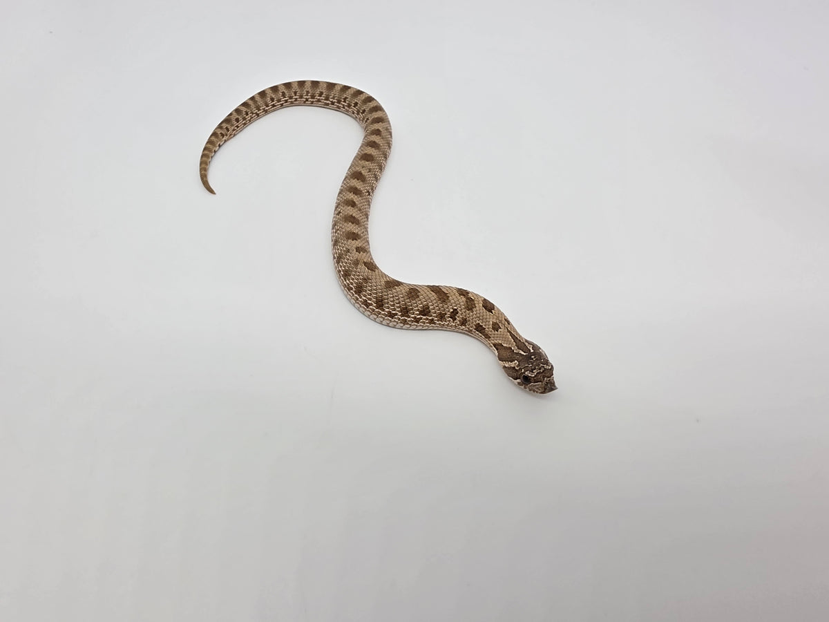 SD26-HOG-039 Plains Hognose
