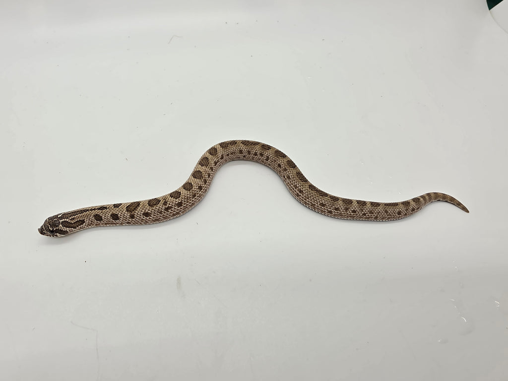 SD26-HOG-154 Plains Hognose