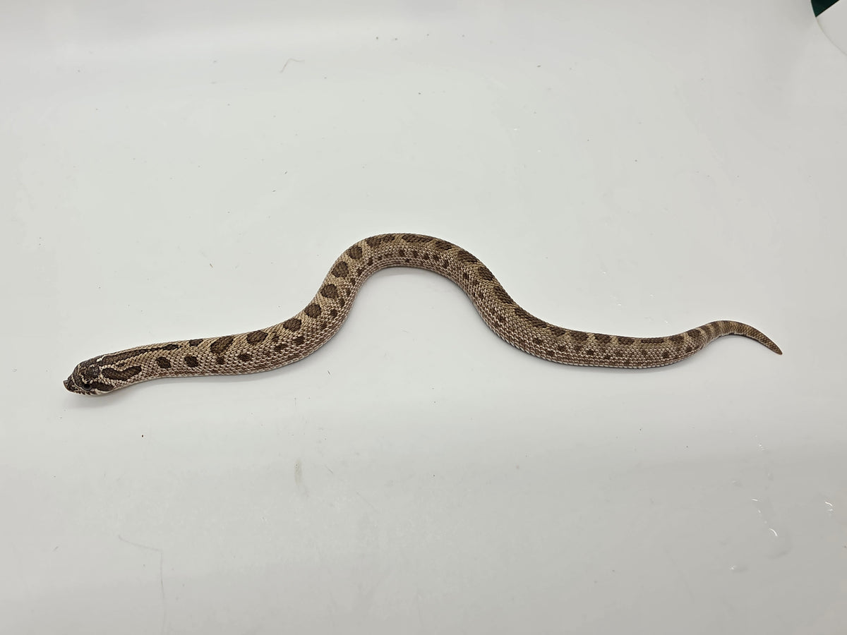 SD26-HOG-154 Plains Hognose