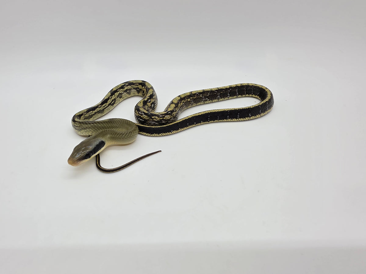 SD26-VBB-004 Vietnamese Blue Beauty Snake