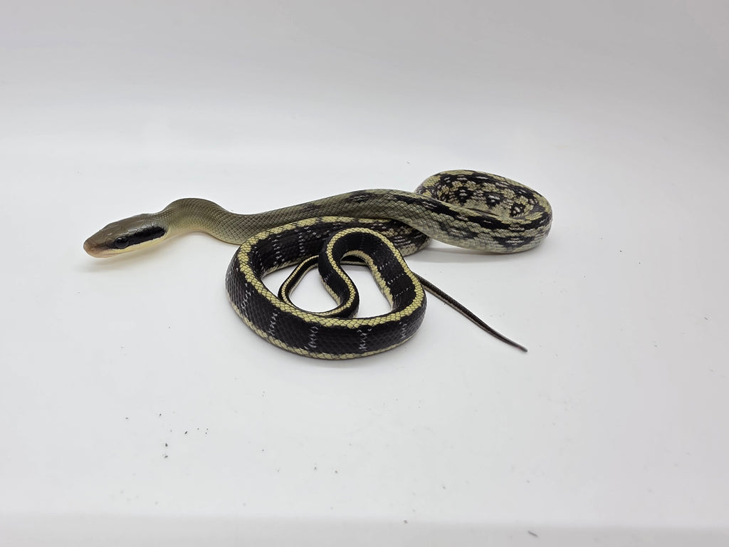 SD26-VBB-011 Vietnamese Blue Beauty Snake