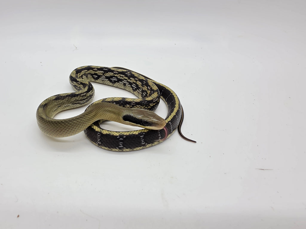 SD26-VBB-017 Vietnamese Blue Beauty Snake