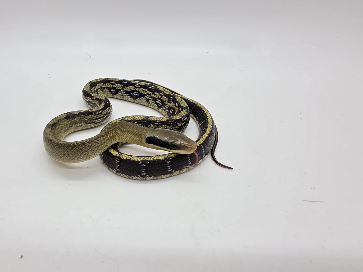 SD26-VBB-017 Vietnamese Blue Beauty Snake
