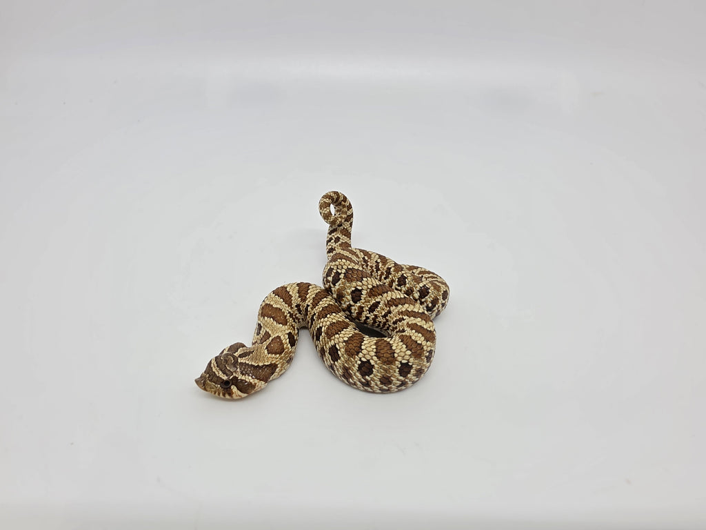 SD26-HOG-044 Plains Hognose