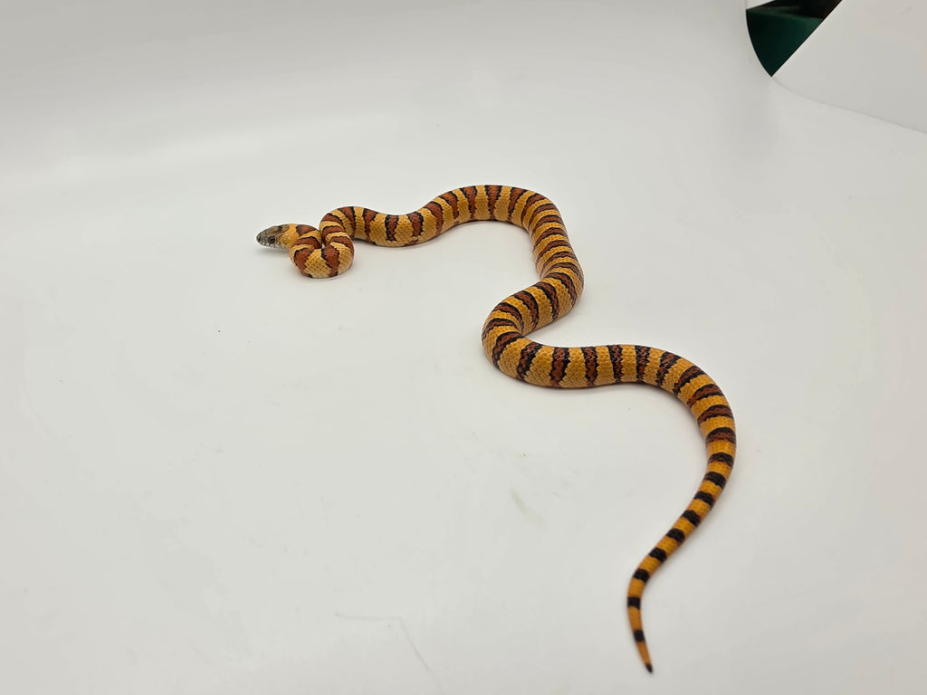 SD26-VKS-003 Variable Kingsnake
