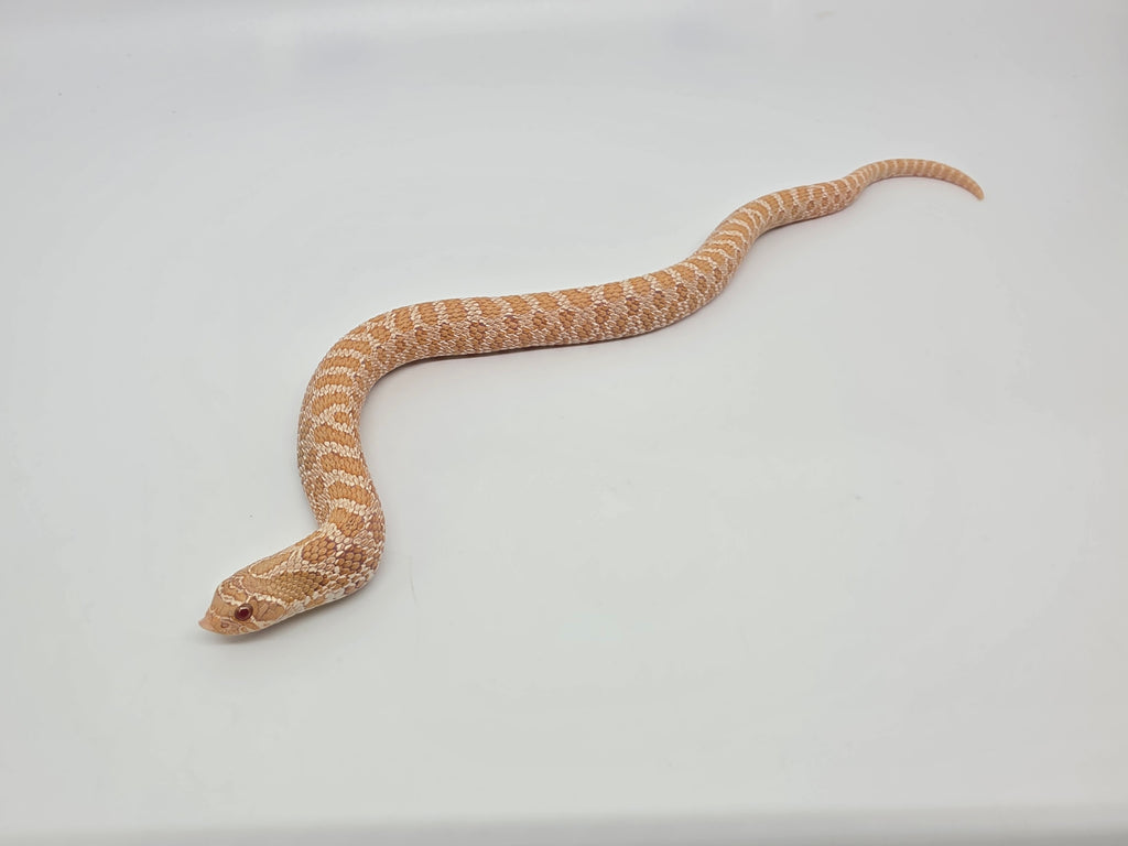 SD26-HOG-040 Plains Hognose