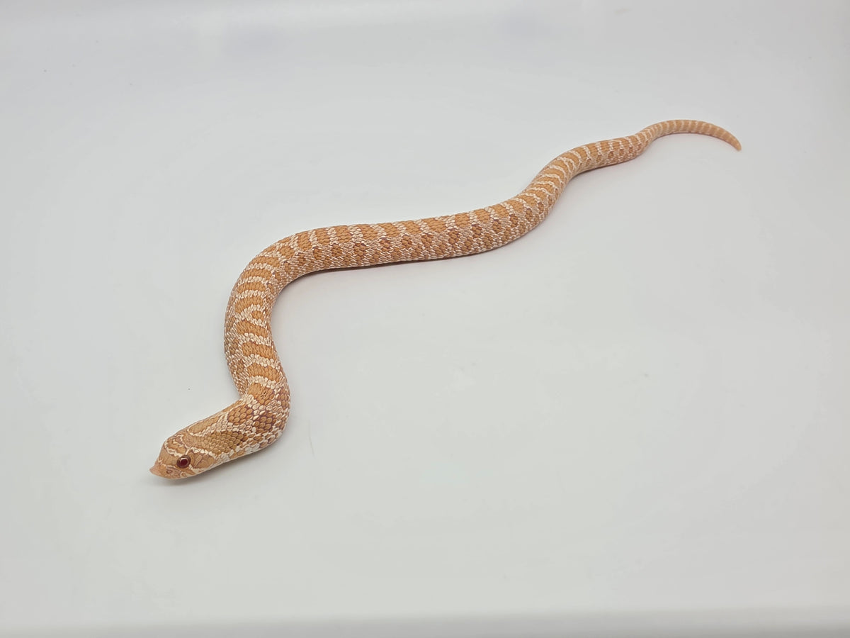 SD26-HOG-040 Plains Hognose