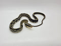 SD26-VBB-003 Vietnamese Blue Beauty Snake