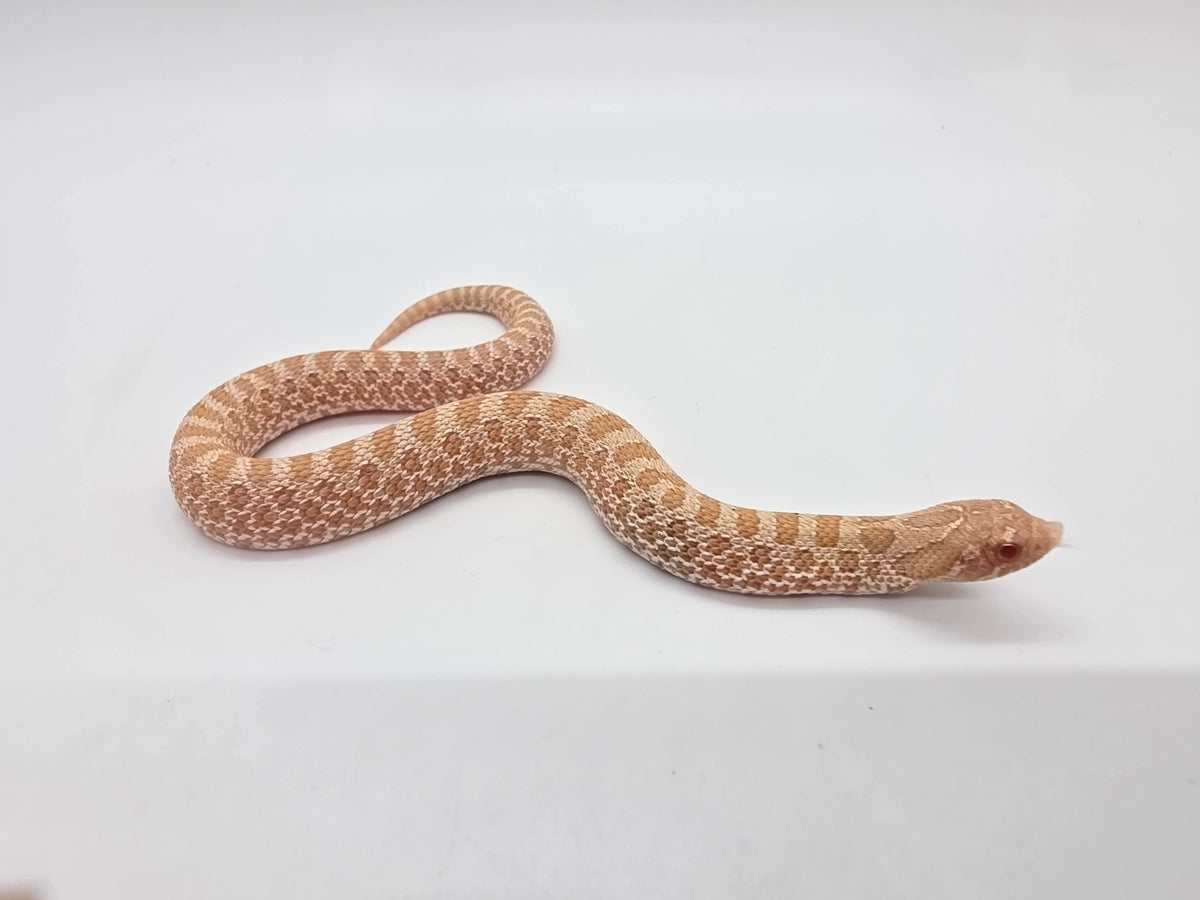 SD26-HOG-111 Plains Hognose