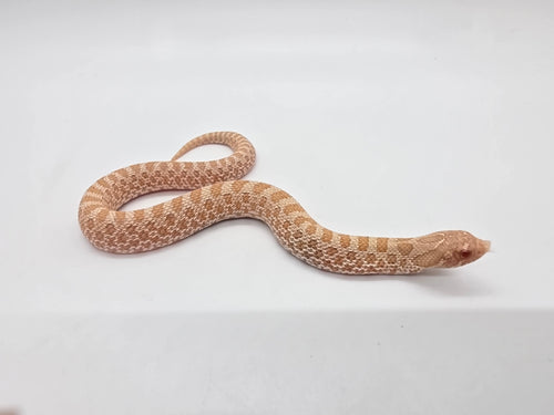 SD26-HOG-111 Plains Hognose