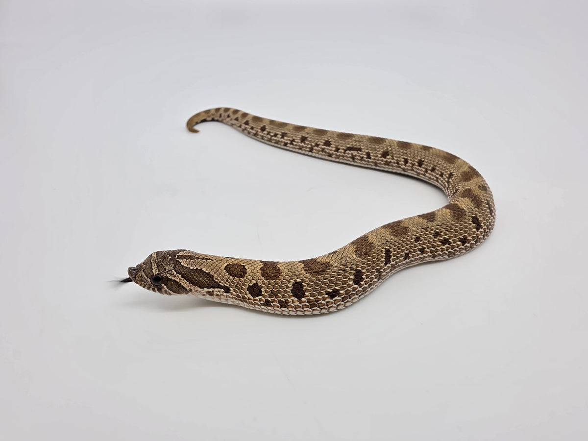 SD26-HOG-059 Plains Hognose