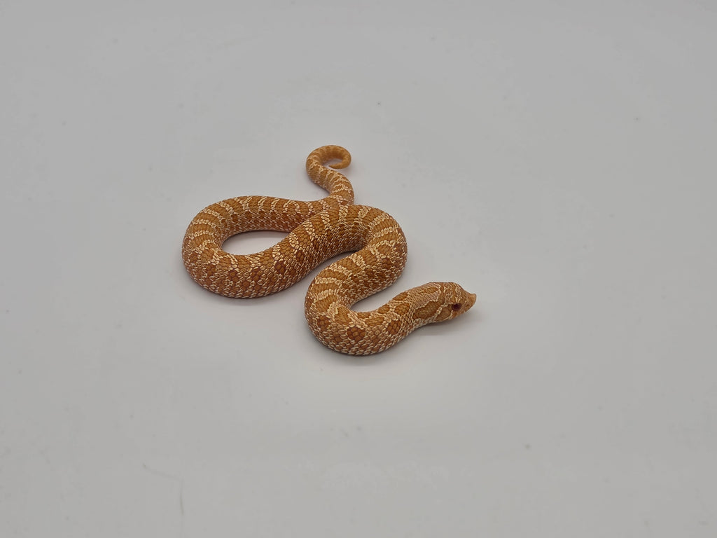 SD26-HOG-012 Plains Hognose