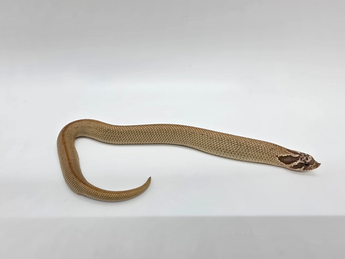 SD26-HOG-118 Plains Hognose