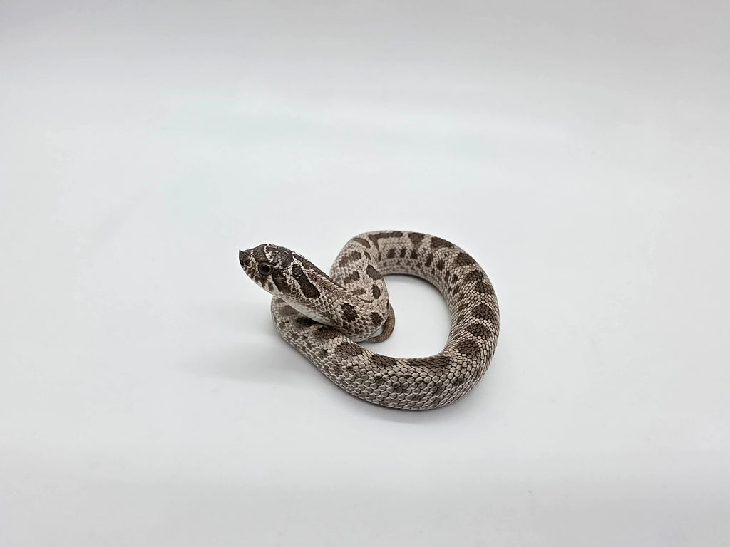 SD26-HOG-152 Plains Hognose