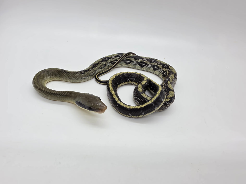 SD26-VBB-001 Vietnamese Blue Beauty Snake