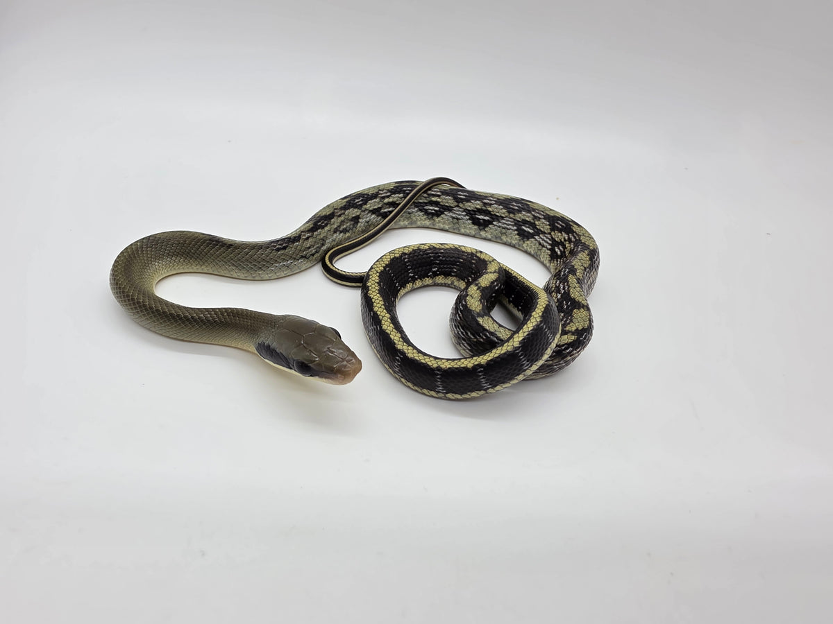 SD26-VBB-001 Vietnamese Blue Beauty Snake