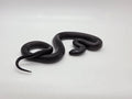SD26-MBK-019 Mexican Black Kingsnake