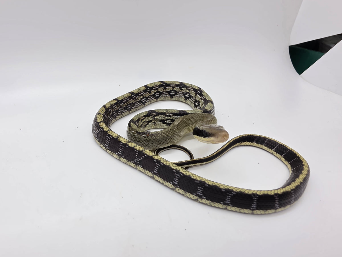 SD26-VBB-010 Vietnamese Blue Beauty Snake