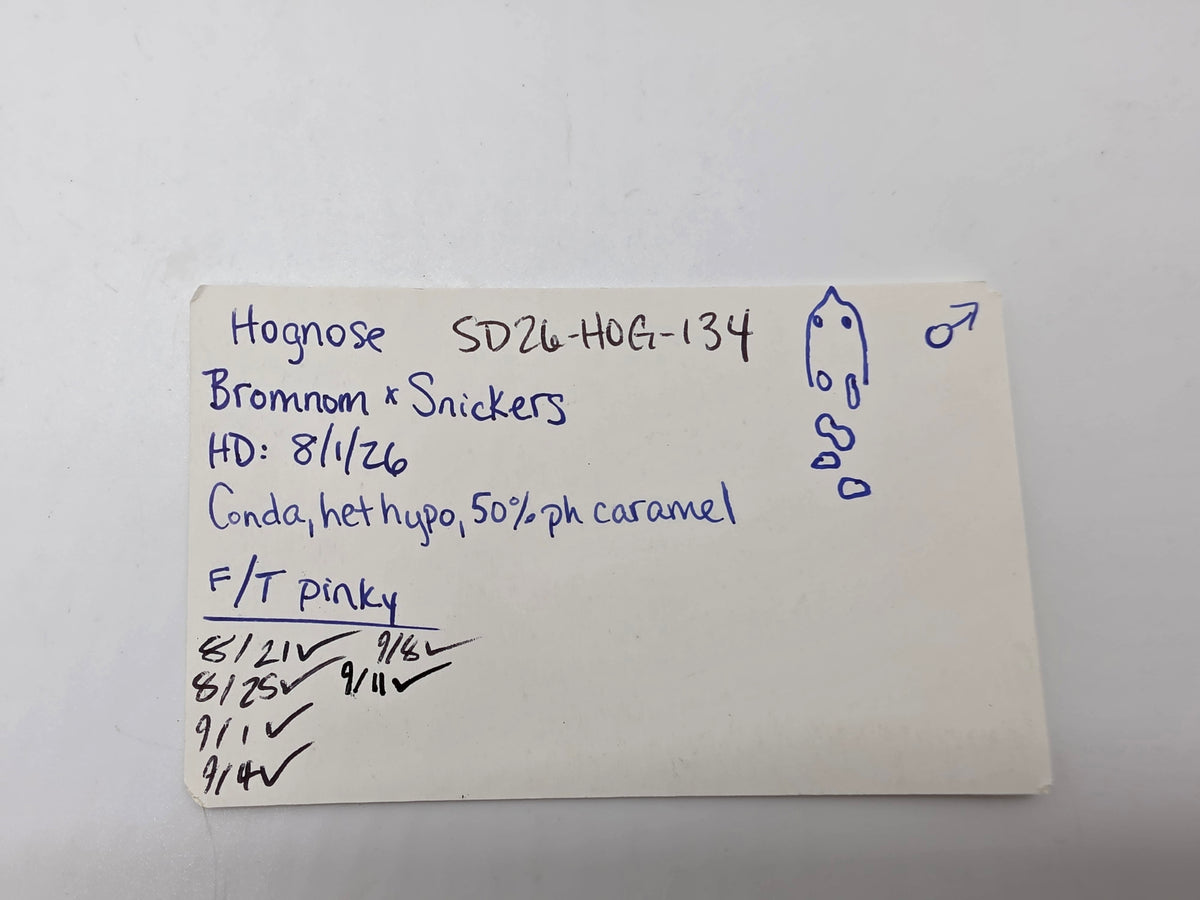SD26-HOG-134 Plains Hognose