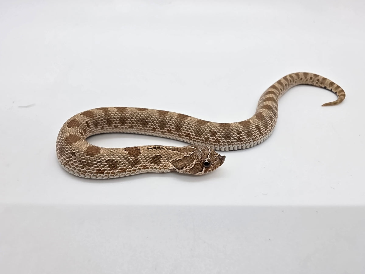 SD26-HOG-028 Plains Hognose