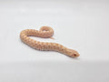 SD26-HOG-109 Plains Hognose