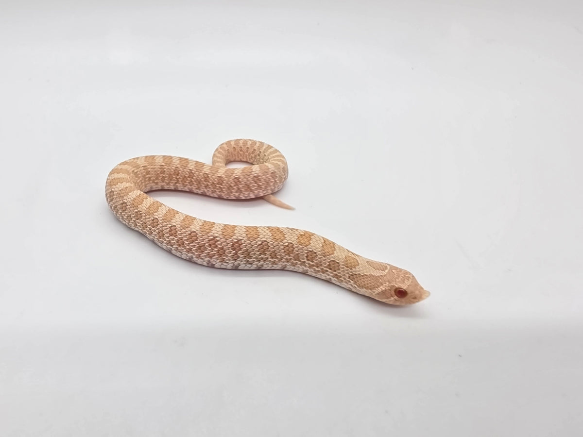 SD26-HOG-109 Plains Hognose