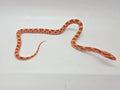 SD26-CRN-048 Corn Snake