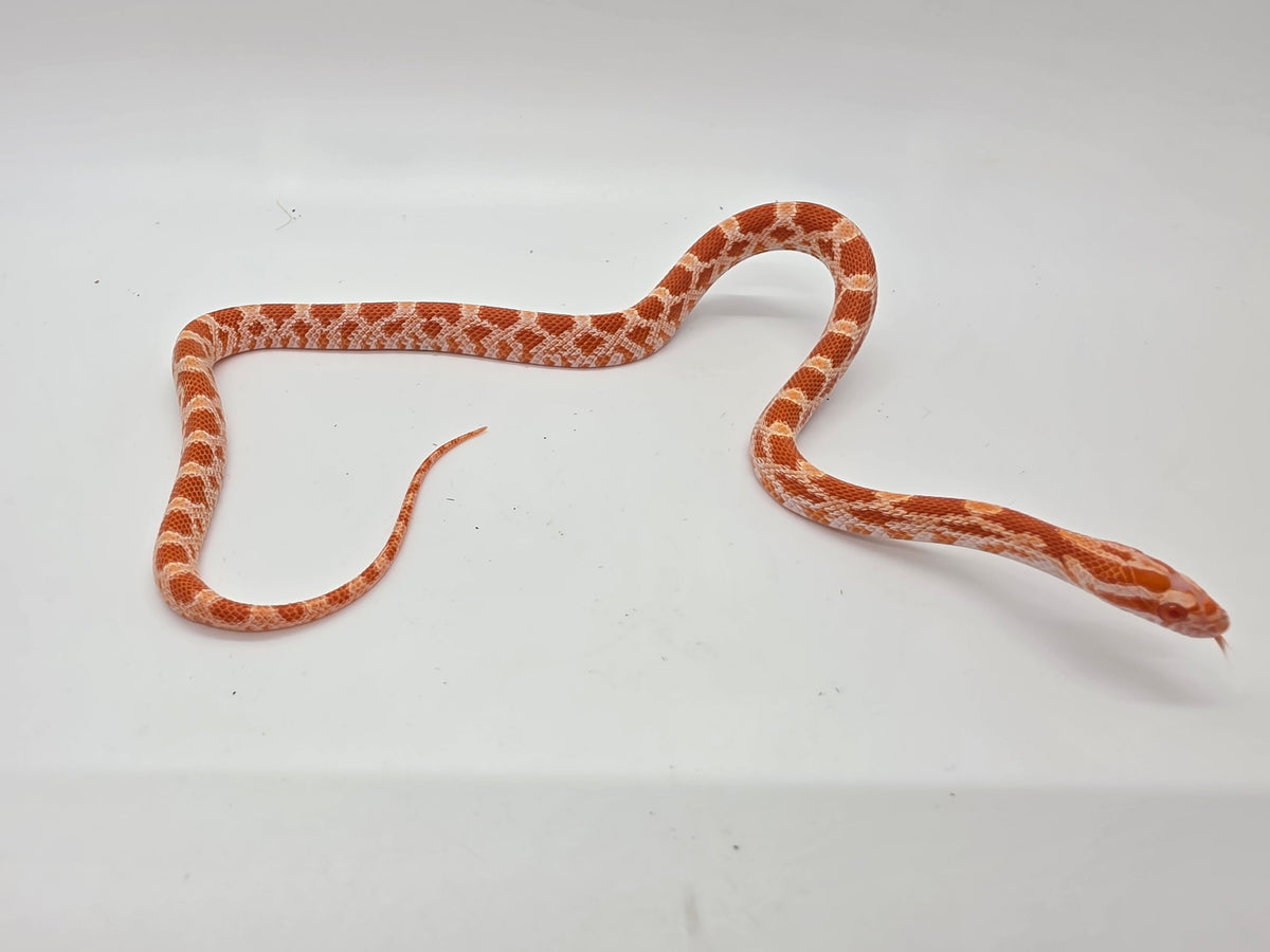 SD26-CRN-048 Corn Snake