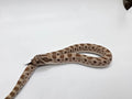 SD26-HOG-139 Plains Hognose