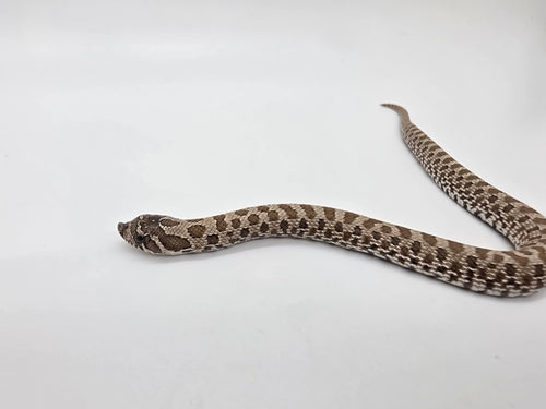 SD26-HOG-110 Plains Hognose