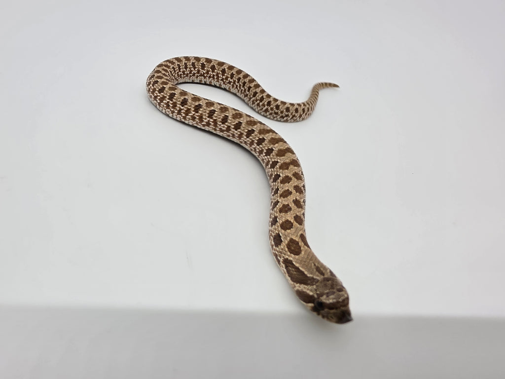 SD26-HOG-097 Plains Hognose