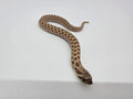 SD26-HOG-097 Plains Hognose